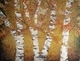 Birch Jungle