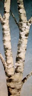 Birch on Blue