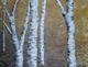 Birch on Gold