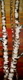 Birch on Red