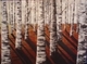 Birch on Red 3