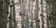 Birch on Teal