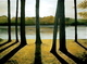Cottage Shadows