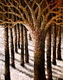 The Enchanted Forest