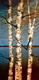 The Mighty Birch