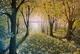 2'x3' Deep in the Woods
