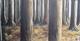 Tree Trunks