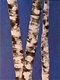 11"x14"  Birch on Blue
