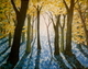 11"x14" Natasha's Forest