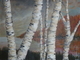 Cottage Birch 3'x4'