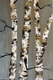 P2043919