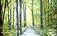 The Green Forest