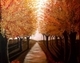 The Orange Forest
