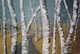 The Surreal Birch