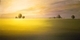 Twilight Field