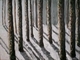 Winter Shadows